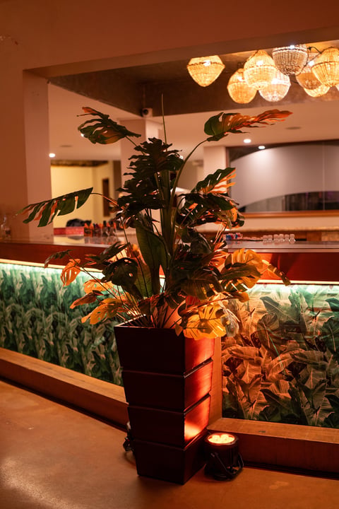 Indoor plant with dark leaves in black planter under warm hanging lights in modern lobby or reception area